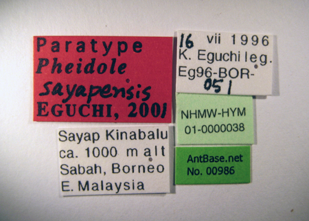 Pheidole sayapensis label
