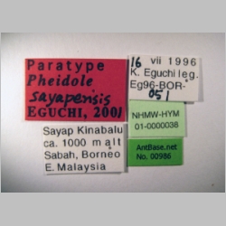 Pheidole sayapensis Eguchi, 2001 label