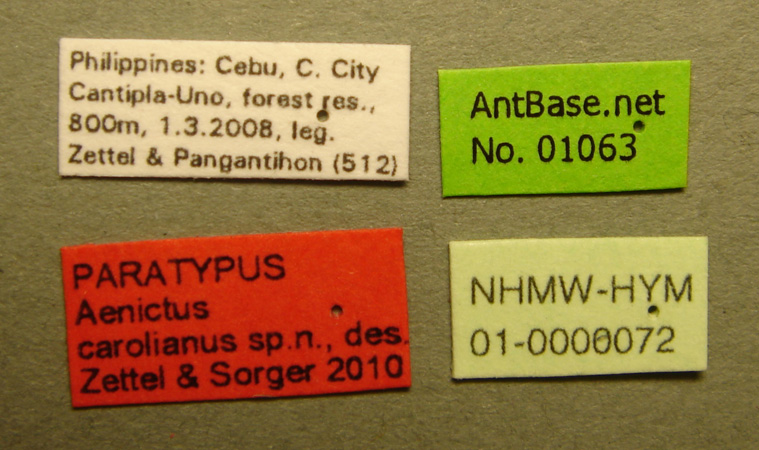 Aenictus carolianus label