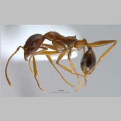 Aphaenogaster sp  lateral