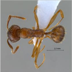 Aphaenogaster subterranea Latreille, 1798 dorsal