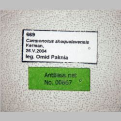 Camponotus shaqualavensis Pisarski, 1971 label