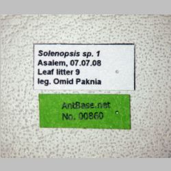 Solenopsis sp-1  label