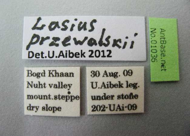 Lasius przewalskii label