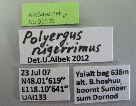 Polyergus nigerrimus label
