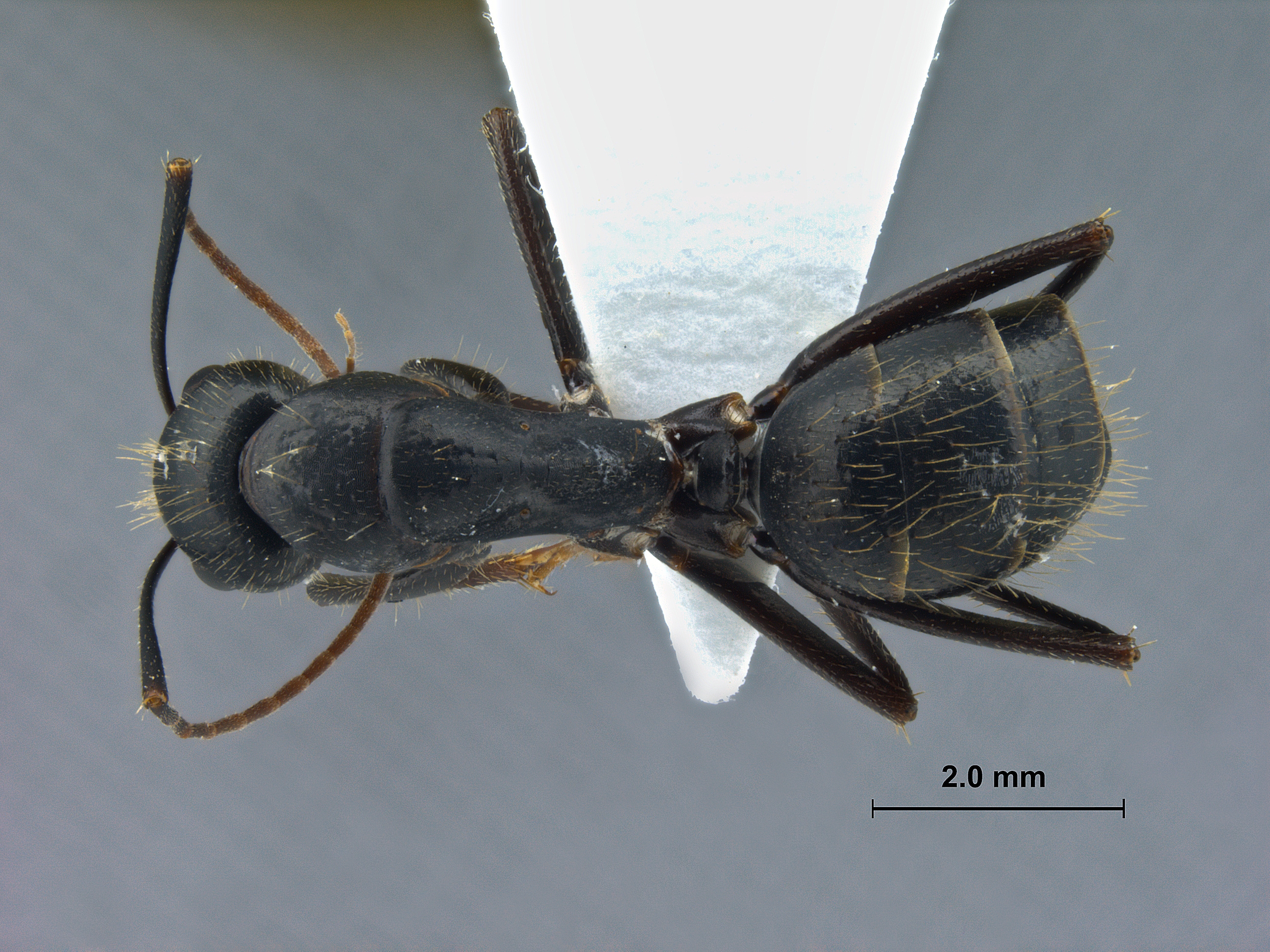 Camponotus aethiops dorsal