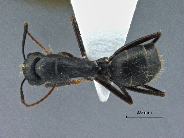 Camponotus aethiops dorsal