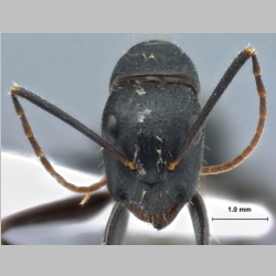Camponotus aethiops Latreille, 1798 frontal