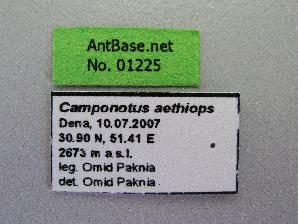 Camponotus aethiops label