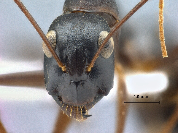 Camponotus xerxes frontal