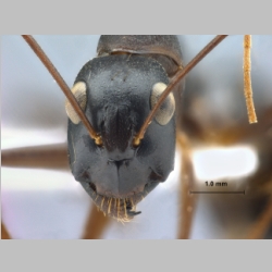 Camponotus xerxes Forel, 1904 frontal