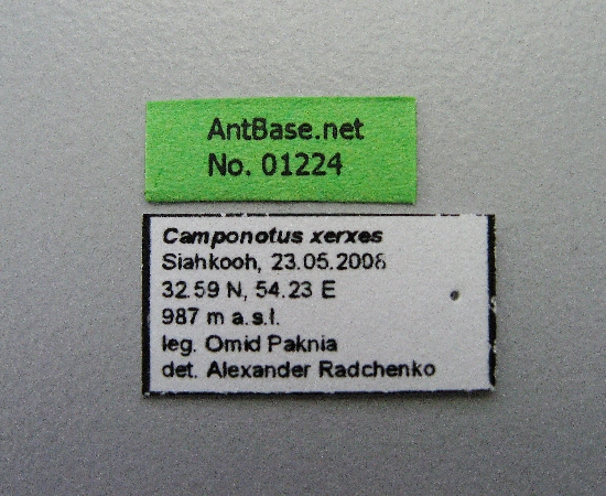 Camponotus xerxes label