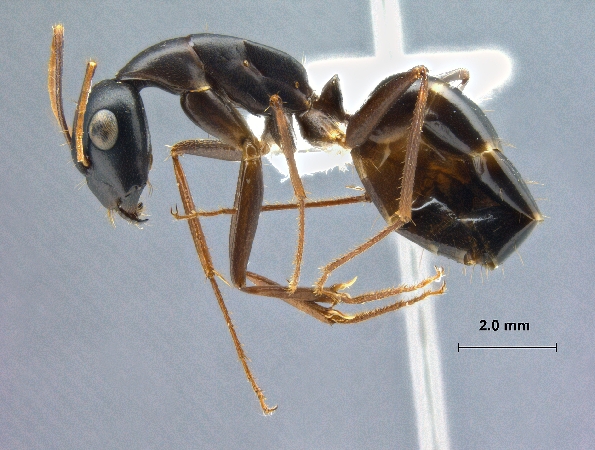 Camponotus xerxes lateral