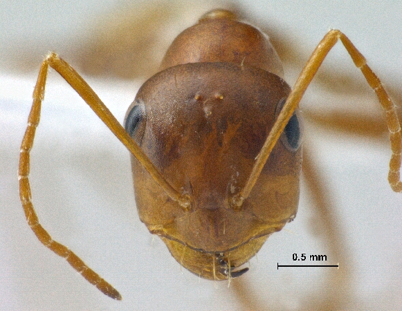 Cataglyphis sp frontal
