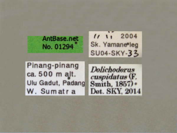 Dolichoderus cuspidatus label