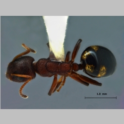 Dolichoderus sibiricus Sk. Yamane, 2014 dorsal
