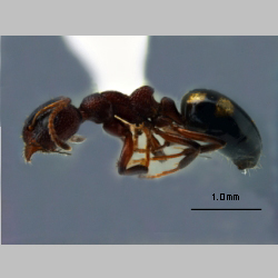 Dolichoderus sibiricus Sk. Yamane, 2014 lateral