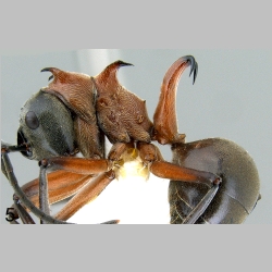 Polyrhachis bellicosa worker Fr. Smith 1859 lateral