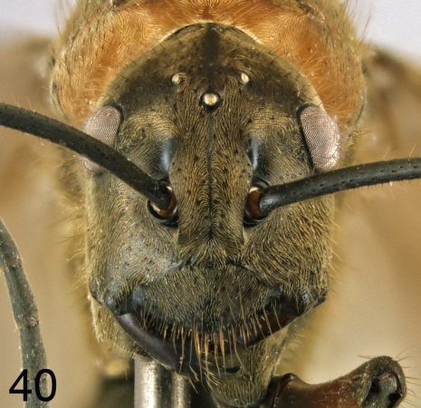 Polyrhachis bihamata queen new frontal