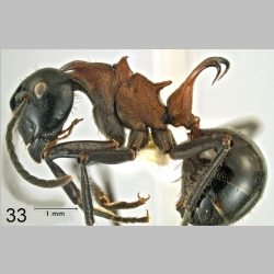 Polyrhachis lamellidens Fr. Smith, 1874 lateral