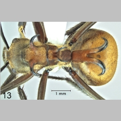 Polyrhachis maliau J. Kohout, 2014 dorsal