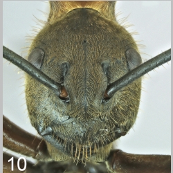 Polyrhachis maliau J. Kohout, 2014 frontal
