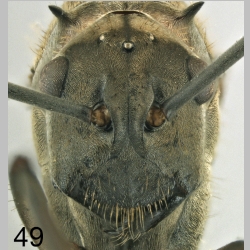 Polyrhachis olybria queen Forel, 1970 frontal
