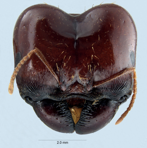 Colobopsis nipponica frontal