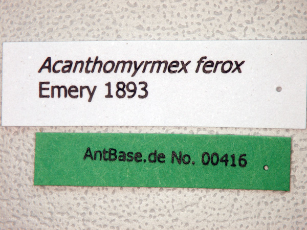 Acanthomyrmex ferox label