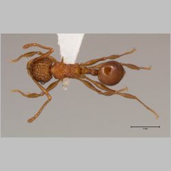 Acanthomyrmex ferox minor Emery, 1893 dorsal