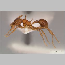 Acanthomyrmex ferox minor Emery, 1893 lateral
