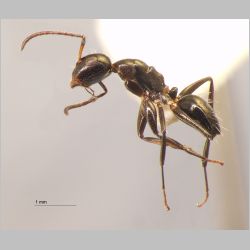 Camponotus 77 Mayr, 1861 lateral