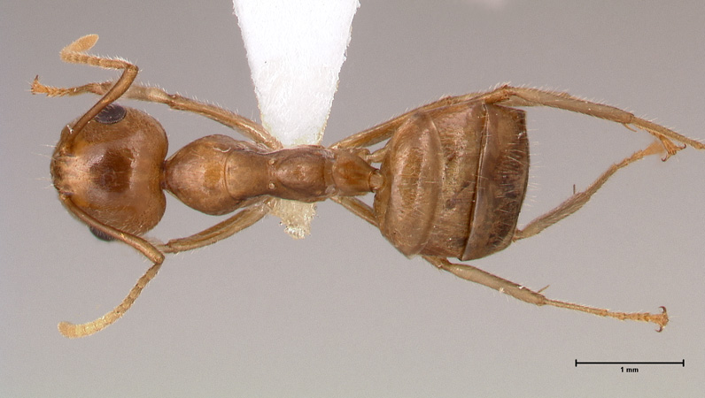 Camponotus asli dorsal