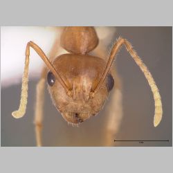 Camponotus asli Dumpert, 1989 frontal