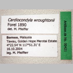 Cardiocondyla wroughtonii Forel, 1890 label