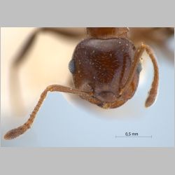 Crematogaster daisyi Forel, 1901 frontal