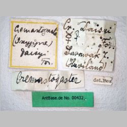 Crematogaster daisyi Forel, 1901 label
