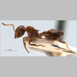 Crematogaster daisyi Forel, 1901 lateral