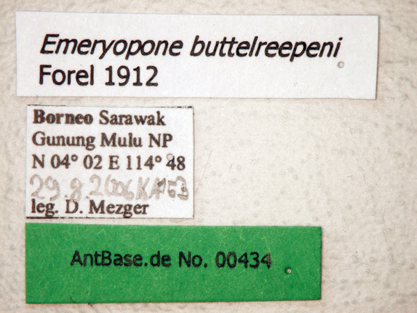 Emeryopone buttelreepeni label