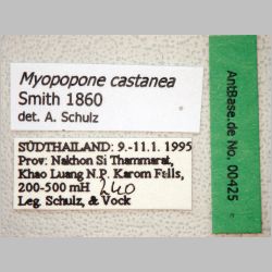 Myopopone castanea Smith, 1860 label
