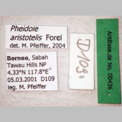 Pheidole aristotelis Forel, 1911 label