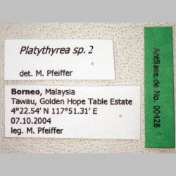 Platythyrea sp 2 Roger, 1863 label