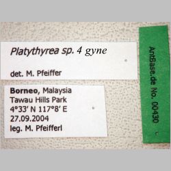 Platythyrea sp 4 gyne Roger, 1863 label