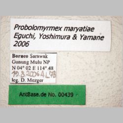 Probolomyrmex maryatiae Eguchi, Yoshimura & Yamane, 2006 label