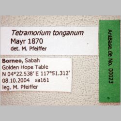 Tetramorium tonganum Mayr, 1870 label