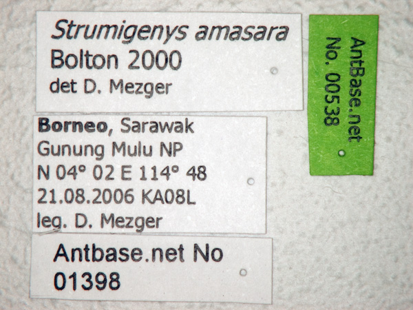 Strumigenys amasara label