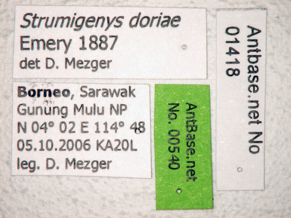 Strumigenys doriae label