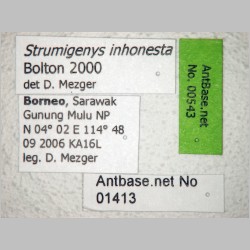 Strumigenys inhonesta Bolton, 2000 label
