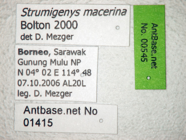 Strumigenys macerina label