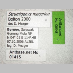 Strumigenys macerina Bolton, 2000 label